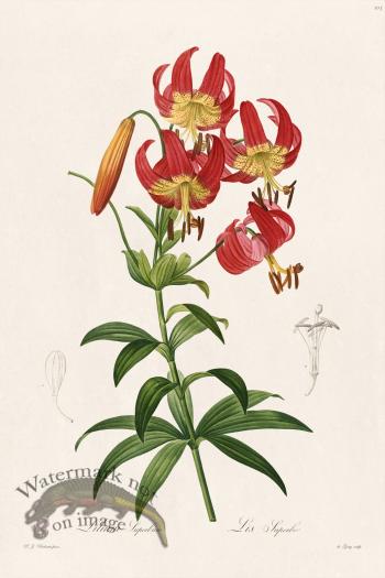 Les Liliacees Redoute 103